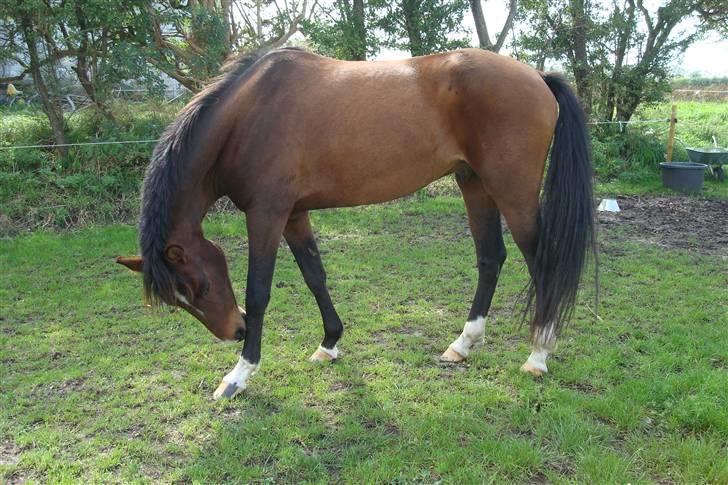 DSP Camerun (solgt) billede 13