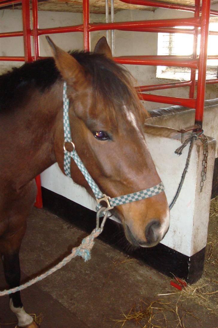 DSP Camerun (solgt) billede 14