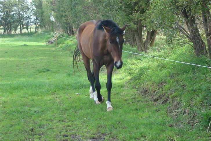 DSP Camerun (solgt) billede 15