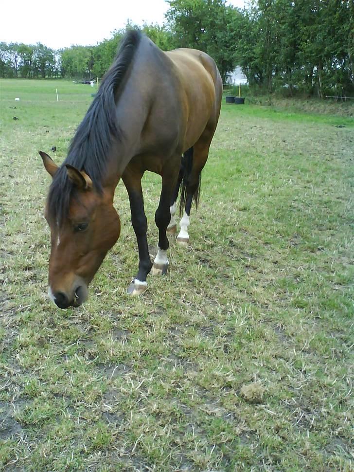 DSP Camerun (solgt) billede 16