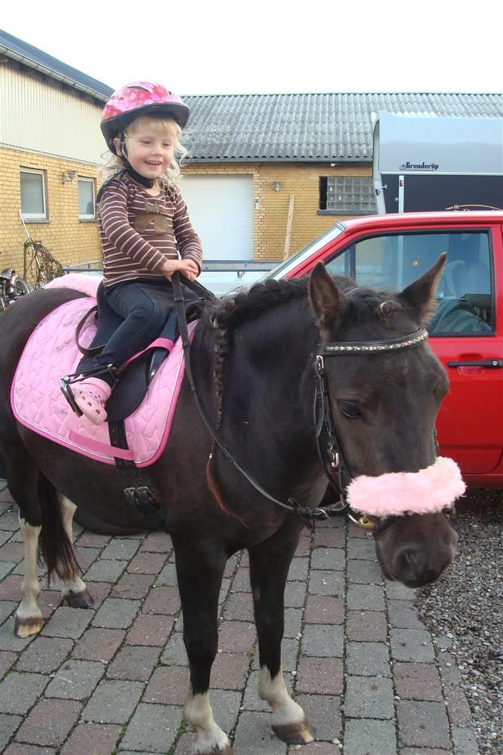 Anden særlig race Stabygårds Flurie SOLGT billede 9