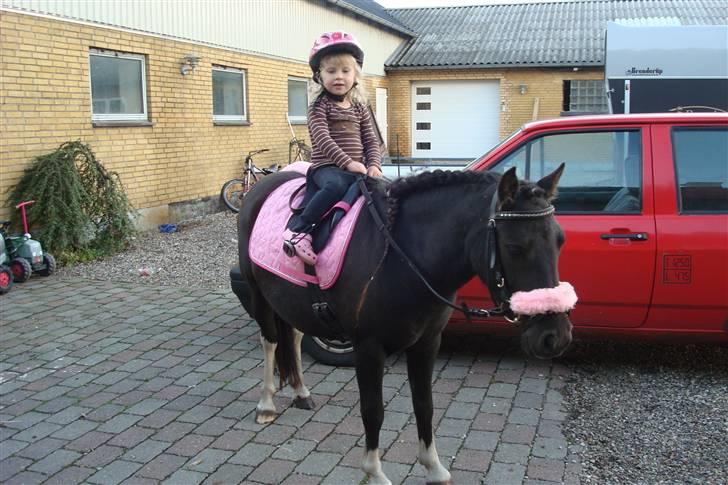 Anden særlig race Stabygårds Flurie SOLGT billede 10