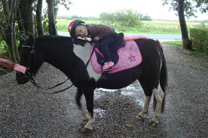 Anden særlig race Stabygårds Flurie SOLGT billede 12