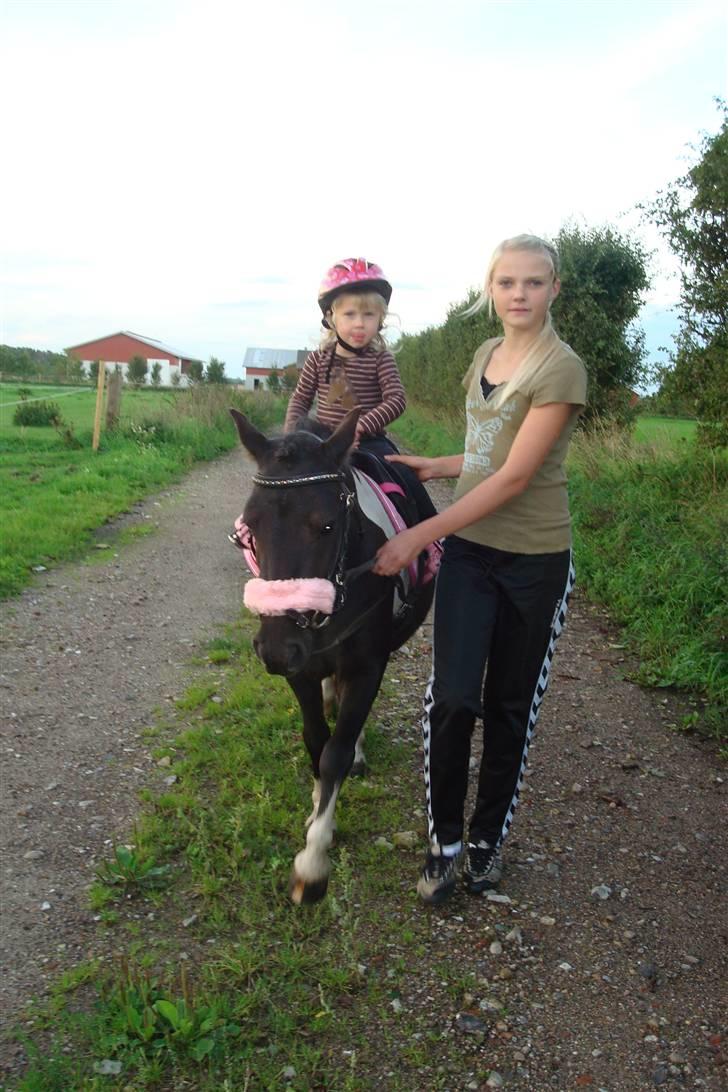 Anden særlig race Stabygårds Flurie SOLGT billede 13