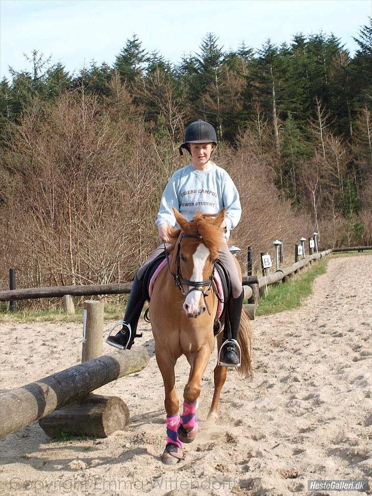 DSP Lindholms Gutchi - <33 billede 11