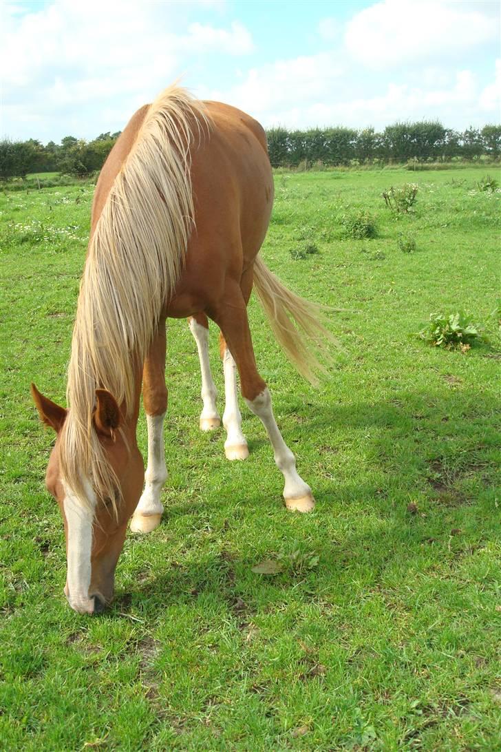 Anden særlig race Stabygårds Misty billede 16