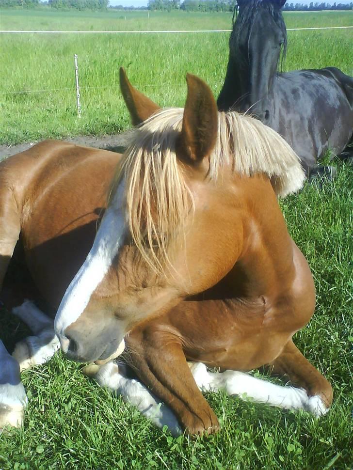 Anden særlig race Stabygårds Misty billede 17