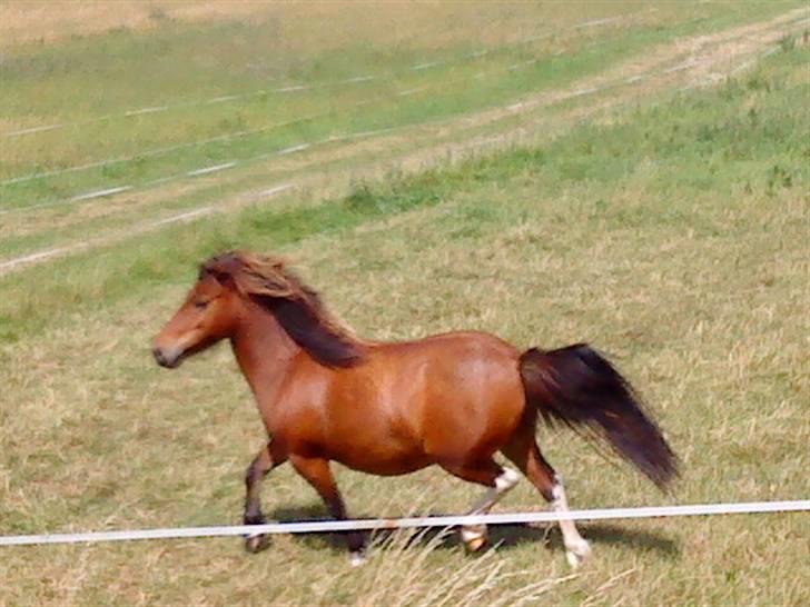 Shetlænder / Welsh Tyson FARVEL :'( billede 13