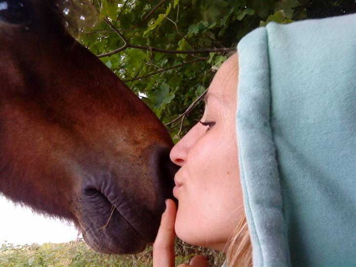 Shetlænder / Welsh Tyson FARVEL :'( billede 14