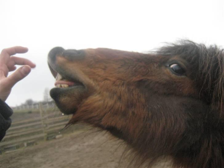 Shetlænder / Welsh Tyson FARVEL :'( billede 15