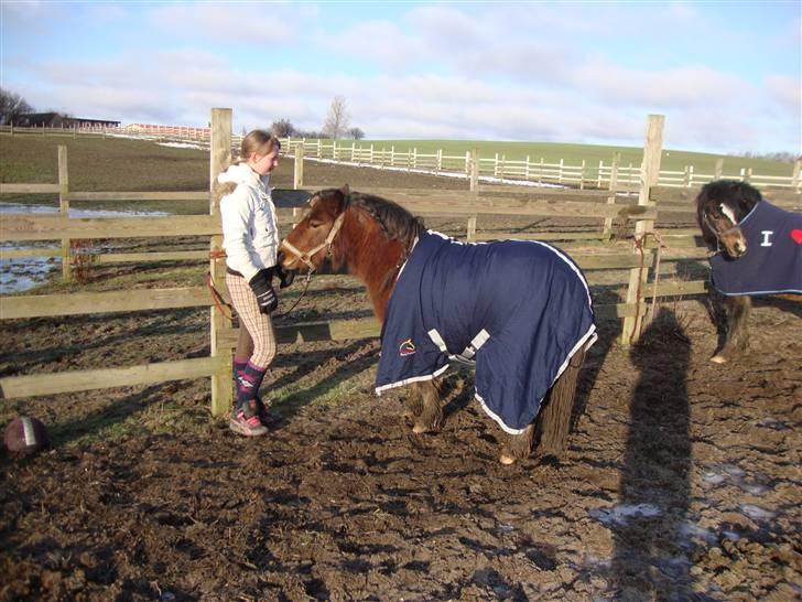 Shetlænder / Welsh Tyson FARVEL :'( billede 16