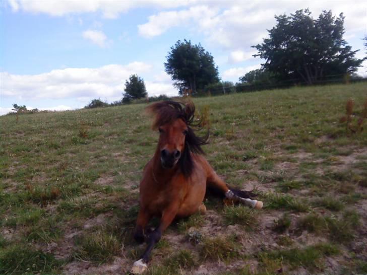 Shetlænder / Welsh Tyson FARVEL :'( billede 17