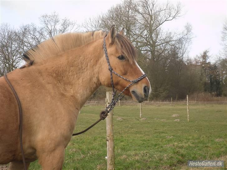 Anden særlig race Charlie (R.I.P) billede 12