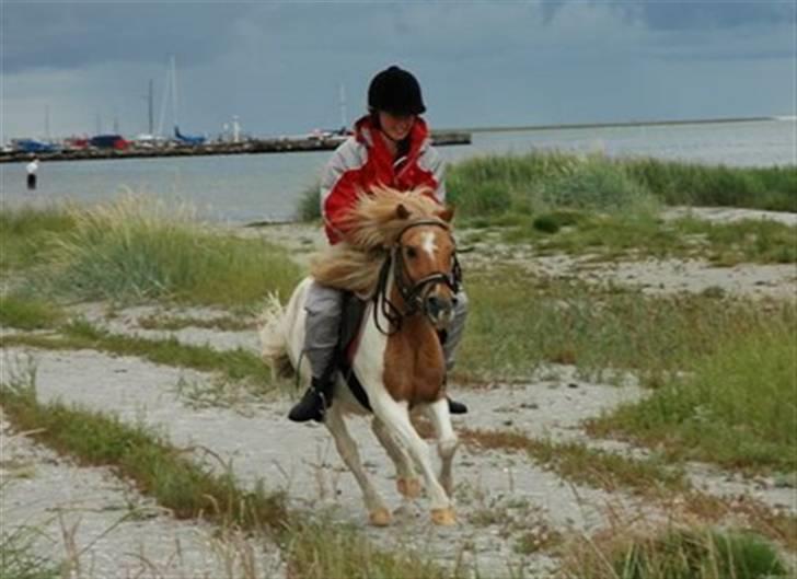 Shetlænder TIntin - En tur på stranden er helt klart det bedste han ved. billede 8