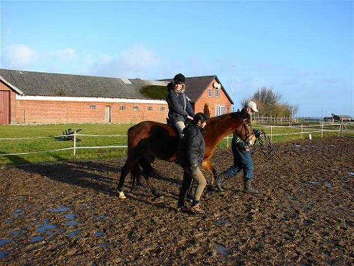 New Forest Freiser - Det er første gang , jeg er oppe på ham ..  billede 1