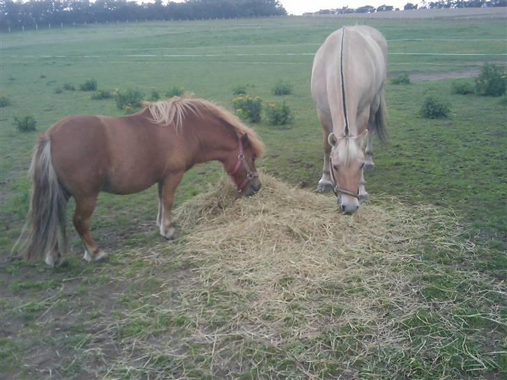 Fjordhest Liv  -   RIP :´( - Liv og lukas på marken billede 10