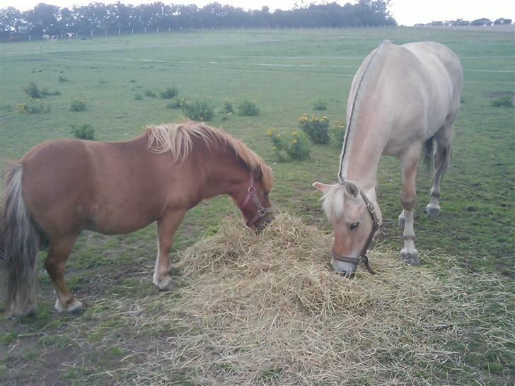 Fjordhest Liv  -   RIP :´( billede 11
