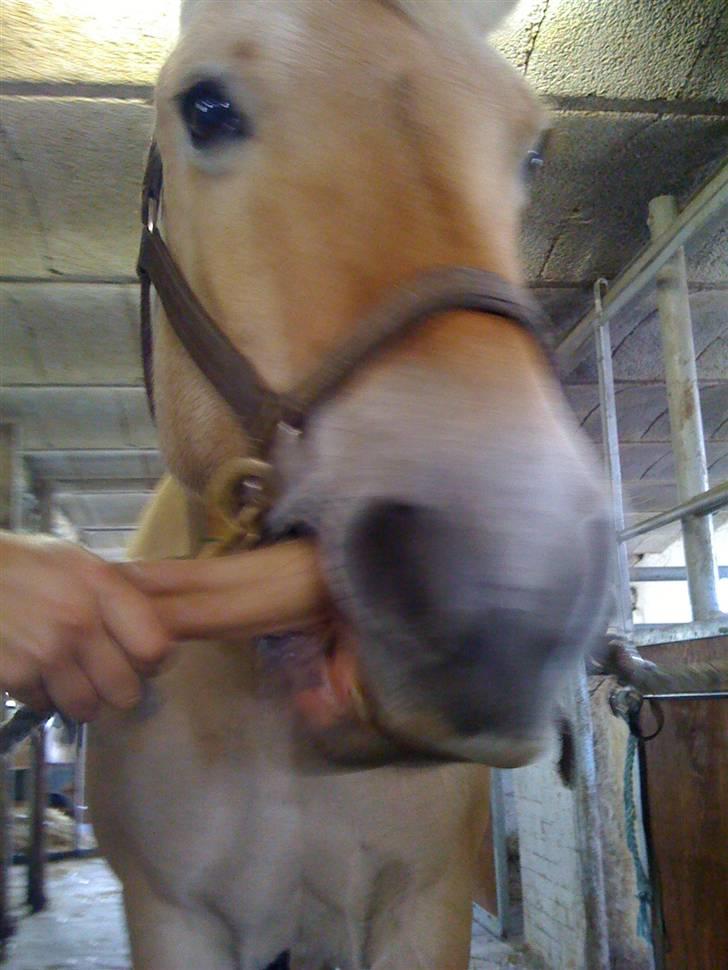 Fjordhest Liv  -   RIP :´( - He He billede 12