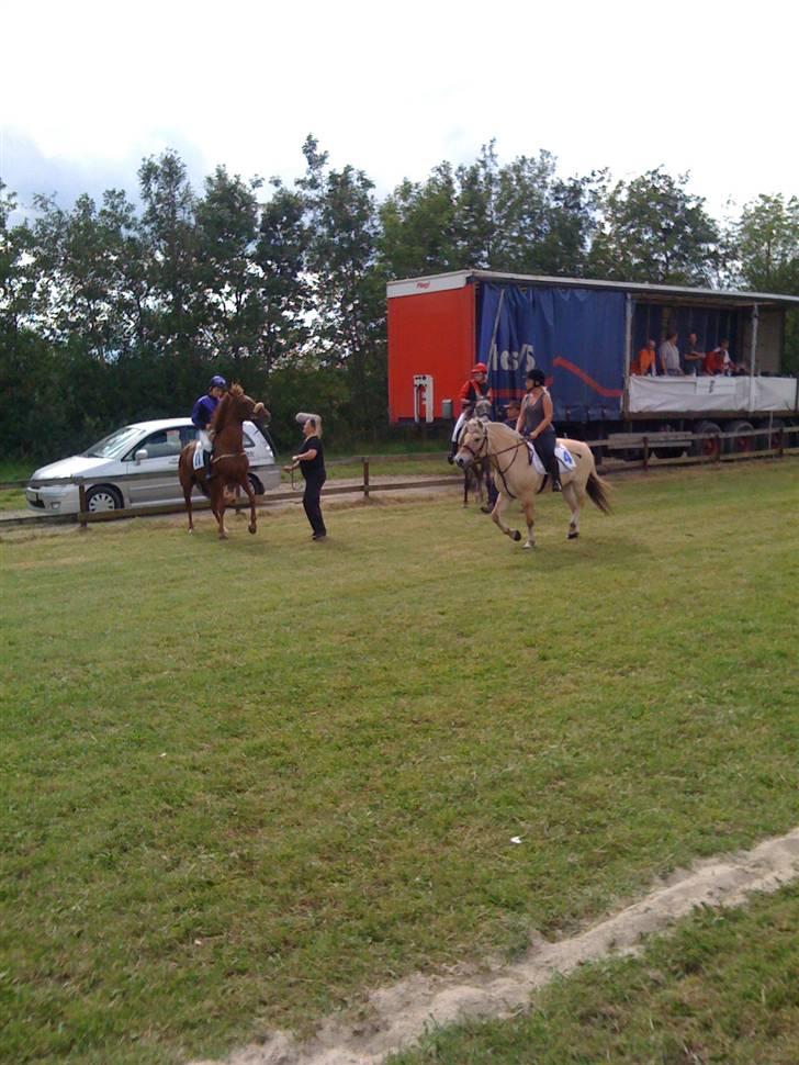 Fjordhest Liv  -   RIP :´( - Til gallopløb i pandrup 2008 billede 14