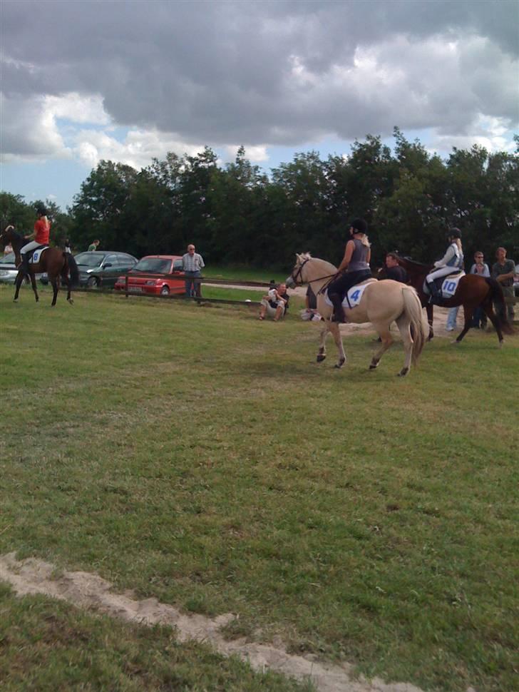 Fjordhest Liv  -   RIP :´( - Til gallopløb i pandrup 2008 billede 15