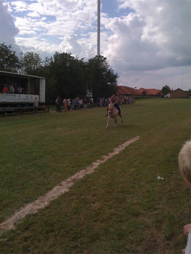 Fjordhest Liv  -   RIP :´( - Til gallopløb i pandrup 2008 billede 16