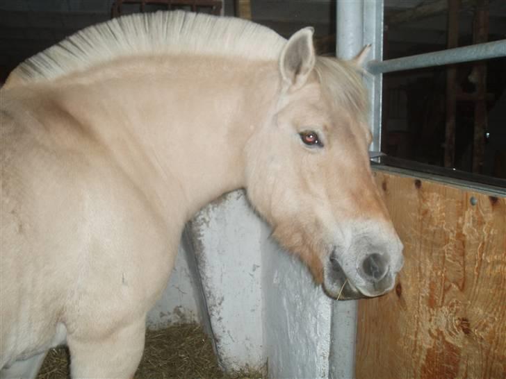 Fjordhest Liv  -   RIP :´( billede 17
