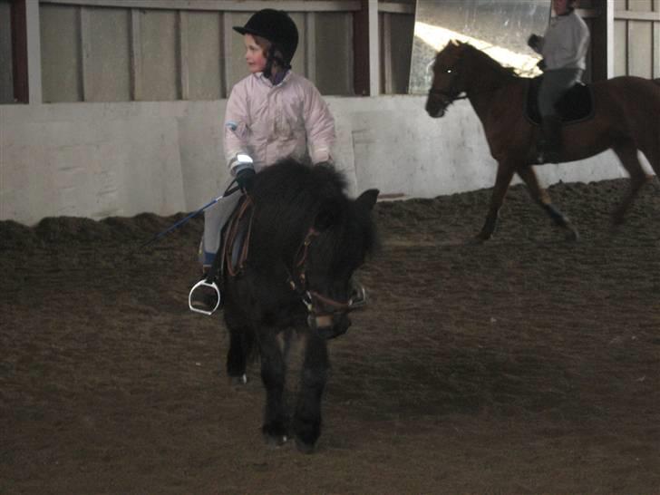 Shetlænder Baron Rip 2010 billede 2