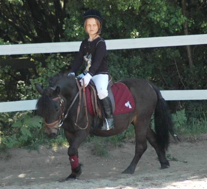 Shetlænder Baron Rip 2010 billede 3