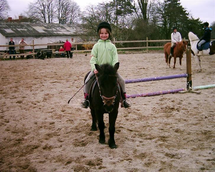 Shetlænder Baron Rip 2010 billede 4