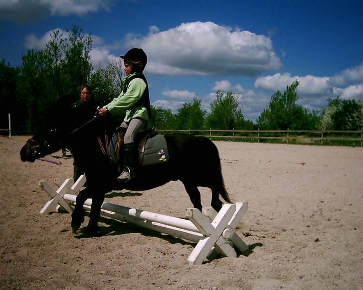 Shetlænder Baron Rip 2010 billede 5