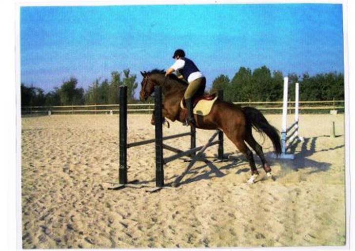 Dansk Varmblod Emblems Comet    RIP - - Kenzo og mig til springtræning billede 6