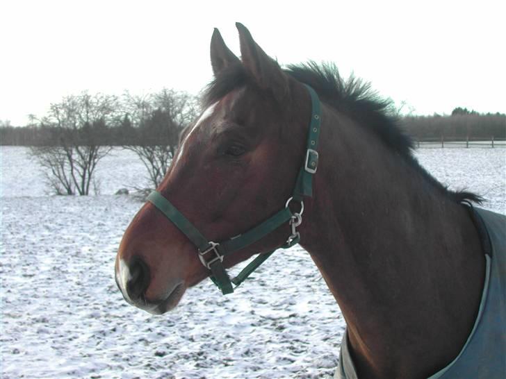 Dansk Varmblod Emblems Comet    RIP - - Smuk dreng en vinterdag billede 7