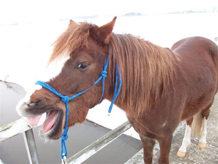 Welsh Pony (sec B) Maccoy, (Udlånt). Ejer: Annika Rosenqvist - Tak fordi du kigge min profil :) billede 25