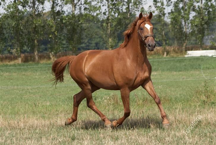 Dansk Varmblod Bernique. billede 20