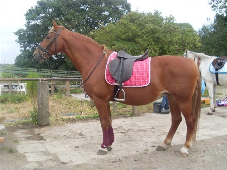 Frederiksborg Lanet Fuglebjerg - hun kan stå stille uden at være bundet, hun går ingen vejene .  billede 8