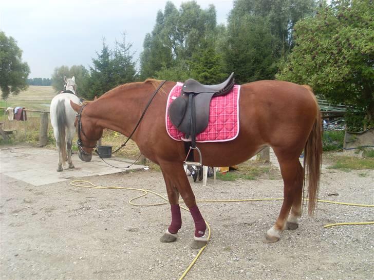 Frederiksborg Lanet Fuglebjerg - Her går hun lige en lille tur, rundt på gårdspladsen... min søsters hest i baggrunden (comet) billede 9