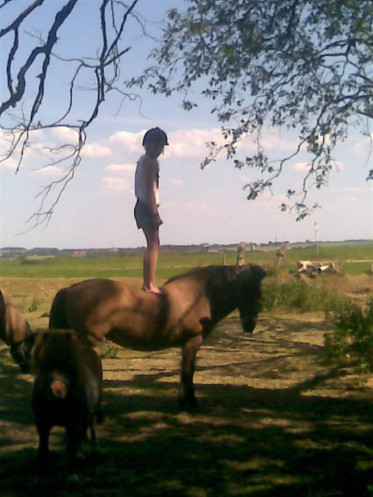 Islænder Muska frà Vallanesi <3 billede 3