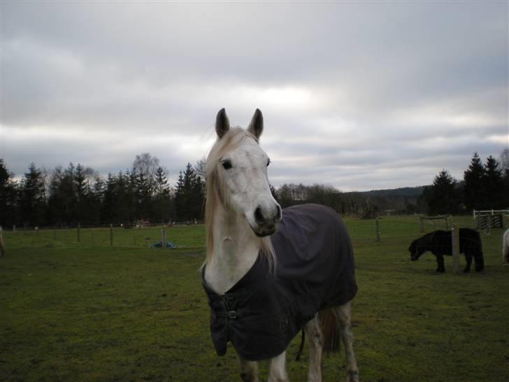 Connemara Bredballegaards Mustang  - Billed SMUK! :D billede 8