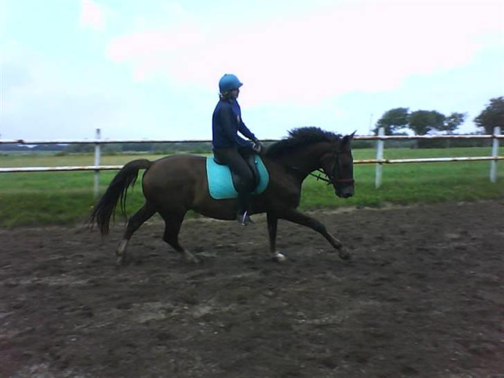 Anden særlig race Miss maja   (død) billede 8