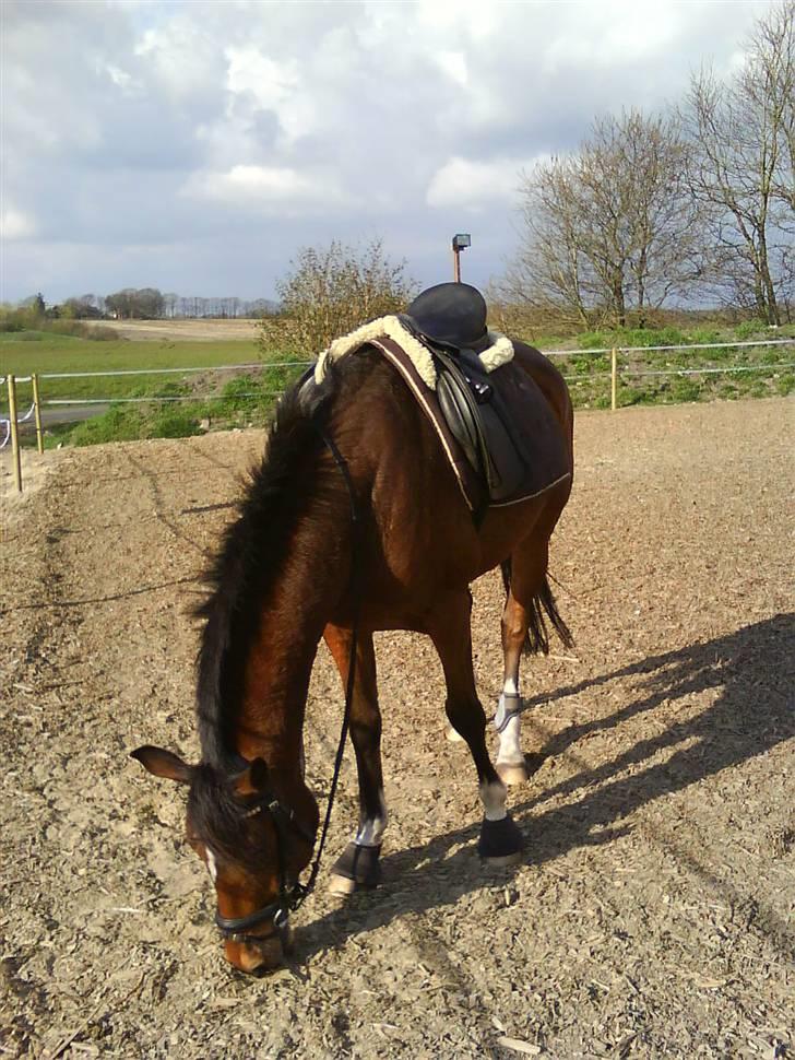 Anden særlig race Balou *SOLGT:(* billede 8