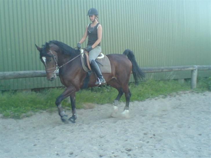 Anden særlig race Malpa  (SOLGT) billede 5