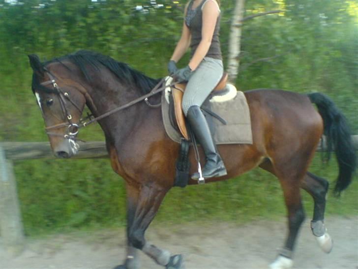 Anden særlig race Malpa  (SOLGT) billede 6