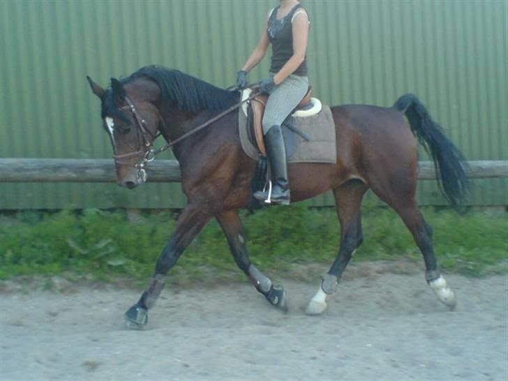 Anden særlig race Malpa  (SOLGT) billede 7