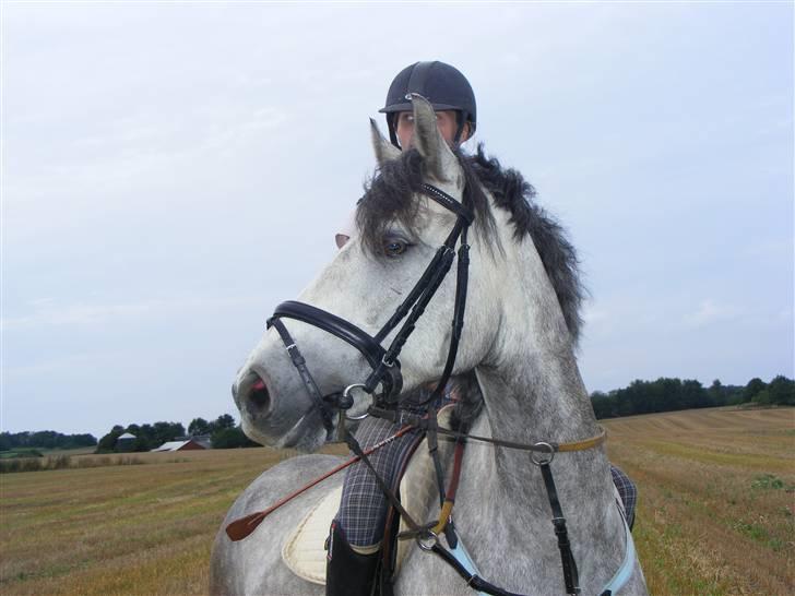 Connemara | Tour/Tut <3 Solgt - 1# Velkommen til Tut´s Profil. :)  *NYT* På stubmarken 10/8-09 <3* #L Æ K K E R !# billede 1