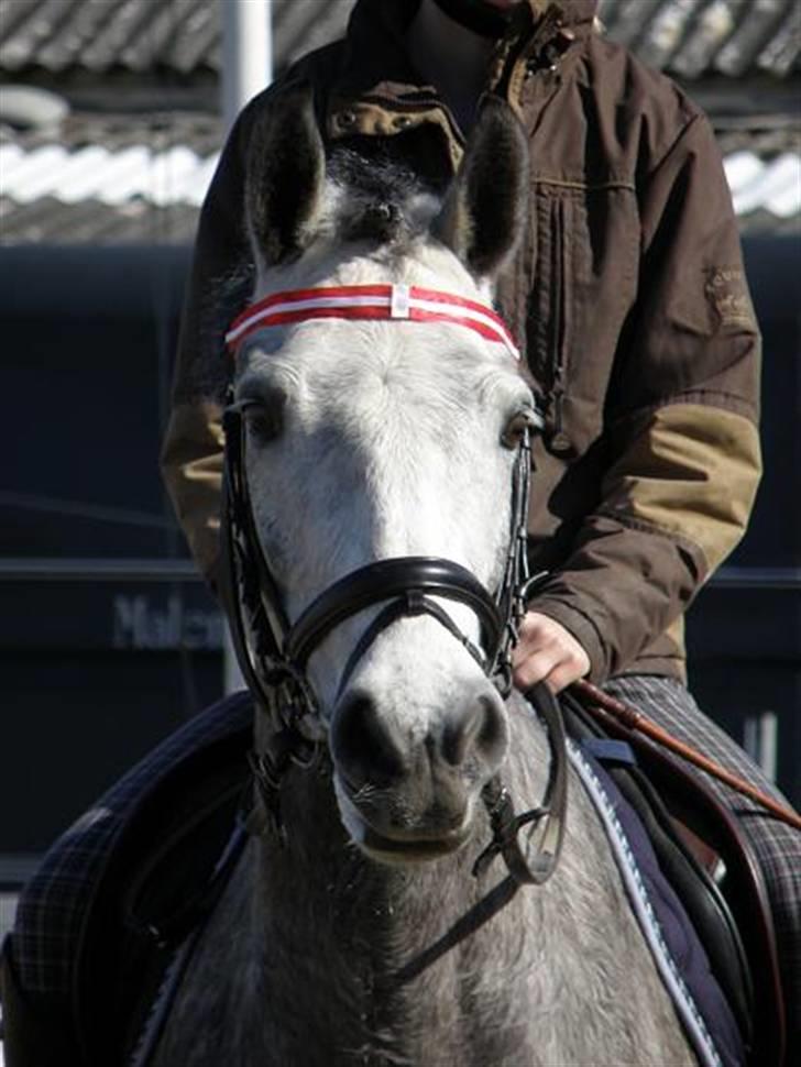 Connemara | Tour/Tut <3 Solgt - 7# Trutti-Frutti er FOR LÆKKER!<3 Med sit nye DK pandebånd <3 ILU :) Foto: Pia L <3 Tak søde, bedste fotograf ever! :D billede 7