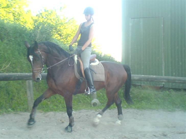 Anden særlig race Malpa  (SOLGT) billede 8