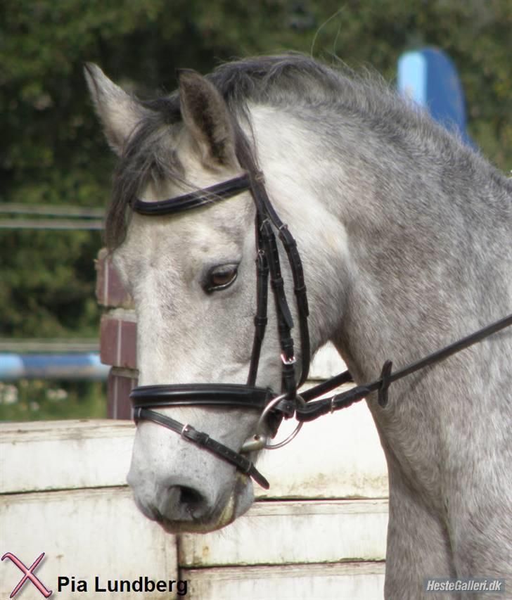 Connemara | Tour/Tut <3 Solgt - 8# ´Såå FIINO<3 Foto: Pia l billede 8