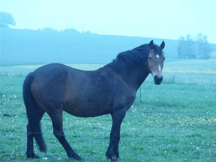 Anden særlig race Stjerne † Rest in peace billede 11