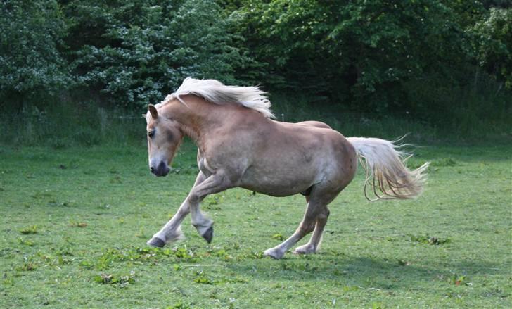 Haflinger Dex Dexter  - D.18/5-09 SA foto. billede 11