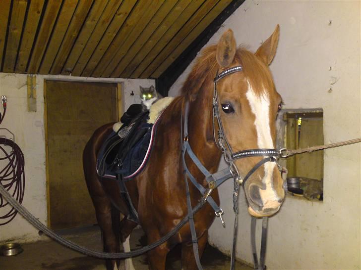 Belgisk Sportspony | Barina Van T Merelsnest - Var ved at sadle op :) katten ville med ud på tur :) billede 10